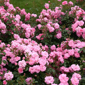 Blijedo roza  - pokrivači tla